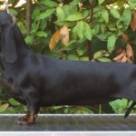 bassotto campione pelo corto nero focato degli Aristobassi