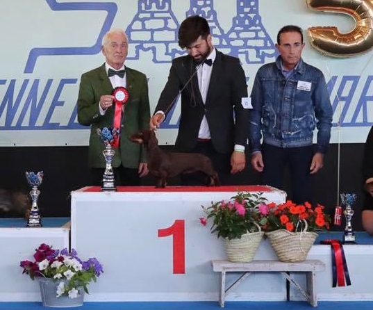 bassotto nano cioccolato pelo corto survivor degli aristobassi