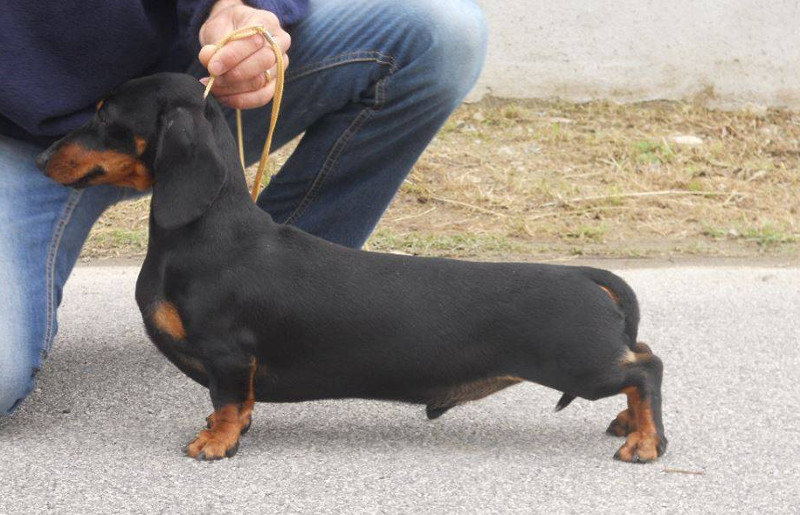 bassotto campione pelo corto nero focato degli Aristobassi
