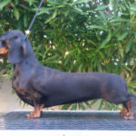bassotto campione pelo corto nero focato degli Aristobassi