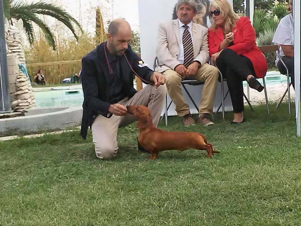 Bassotto fulvo pelocorto degli Aristobassi radino CAC CACIB