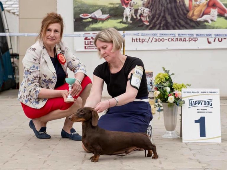 bassotto campione pelo corto miniature cioccolato degli Aristobassi