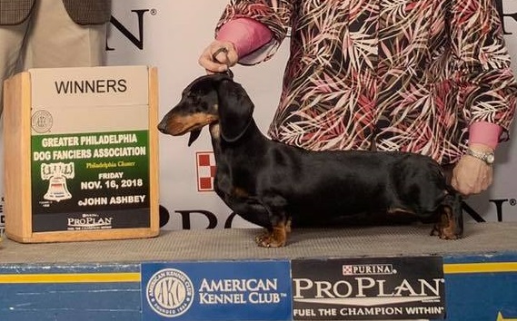 bassotto campione pelo corto nero focato degli Aristobassi
