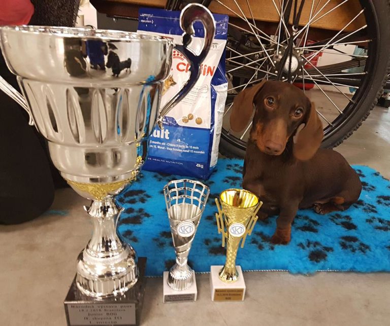 bassotto campione pelo corto cioccolato degli Aristobassi