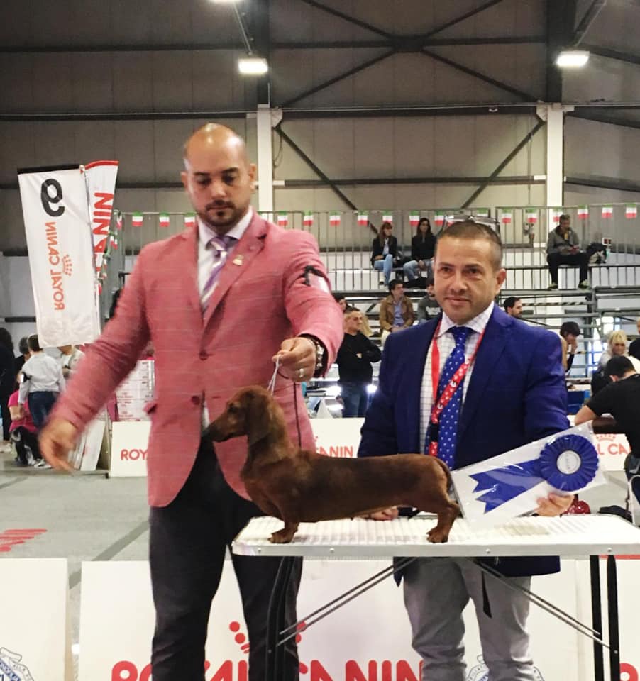 bassotto campione nano pelo corto fulvo degli aristobassi
