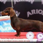 bassotto campione nano pelo corto cioccolato degli aristobassi