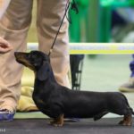 bassotto campione nano pelo corto nero focato degli aristobassi