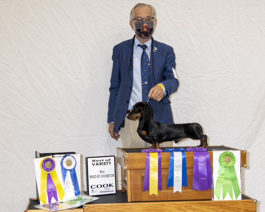 https://www.bassottiaristobassi.it/wp-content/uploads/2020/10/bassotto-tedesco-nan-pelo-corto-fulvo-campione-akc-iglesias-aristobassi-best-show.jpg