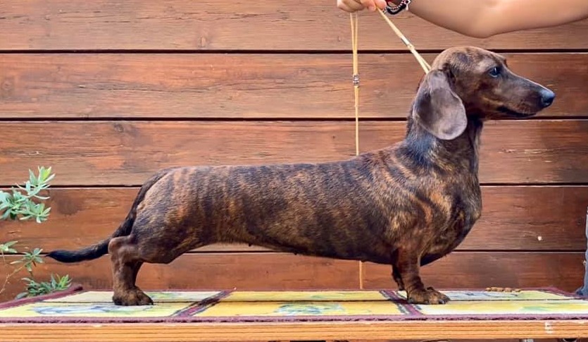 bassotto-nano-miniature-dachshund-tigrato-brindle-aristobassi