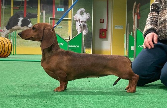 bassotto-dachshund-nano-miniature-fulvo-red-expo