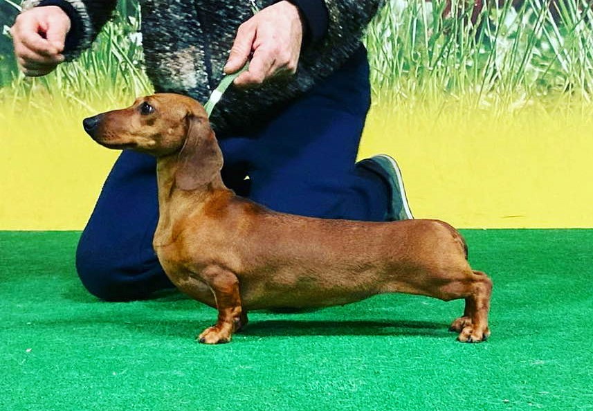 bassotto-nano-dachshund-miniature-fulvo-red-aristobass