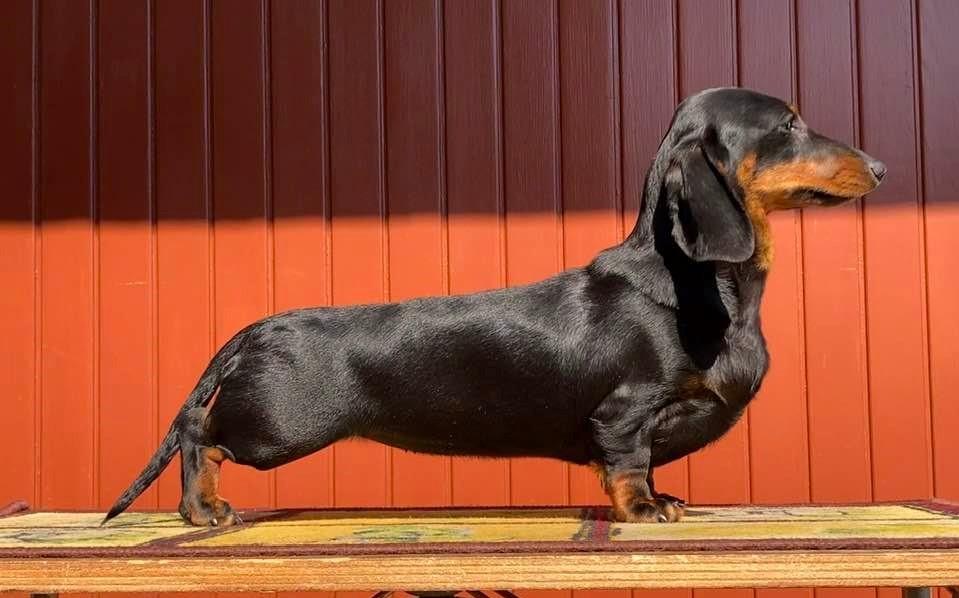 bassotto-miniature-dachshund